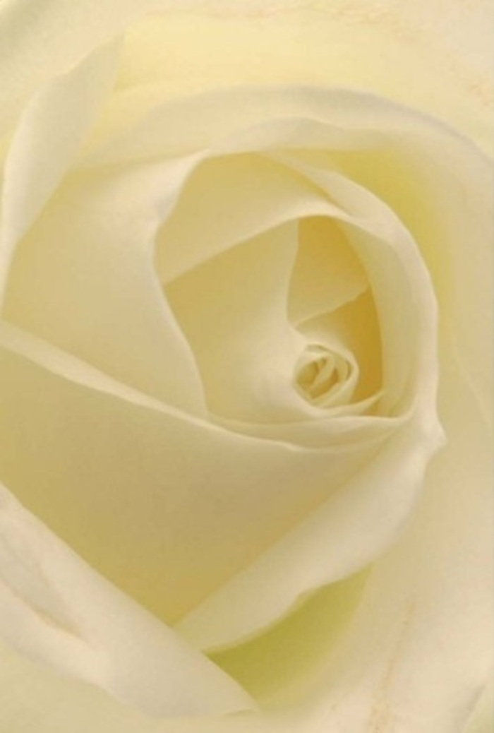 Viewed up close, this beautiful white rose glows with the kind of calm serenity found in Mill Hill's green spaces. Its creamy petals unfurl with exquisite symmetry, each one capturing the diffused daylight that filters through like a gentle mist on a morning at Daws Lane Park. The subtle gradation from antique cream to crisp ivory evokes a natural elegance, and every soft shadow between petals crafts a composition full of depth, peace, and gentle sophistication. For a florist familiar with NW7, this bouquet is an ode to tradition-suited equally for bridal moments, acts of contrition, or heartfelt condolences. The luminous centre, perfectly spiraled, signals patient endurance and hope renewed, echoing the vibrant community spirit along Mill Hill's bustling high street. The imagined fragrance-delicate and soothing-lingers in the air, underlining both the floral artistry and the sincere emotion poured into each arrangement by Mill Hill Florist. This rose brings the poetic quiet of the countryside to every occasion worth celebrating or remembering.